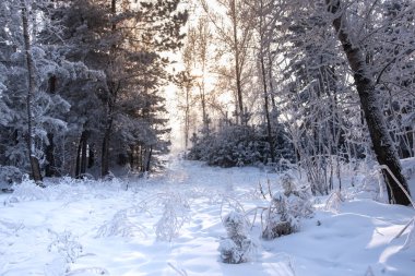 Ormanda kış manzarası