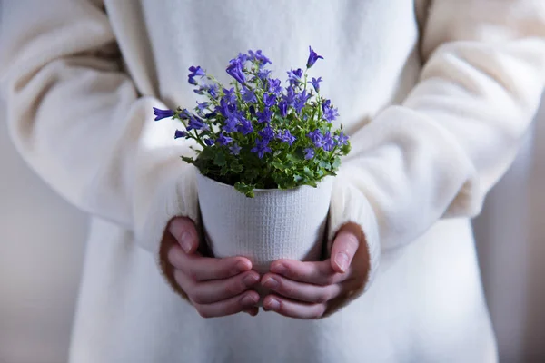 A girl holds a flower in a pot (campanula), a blue bell in her hands. Beautiful flower, gift, gardening