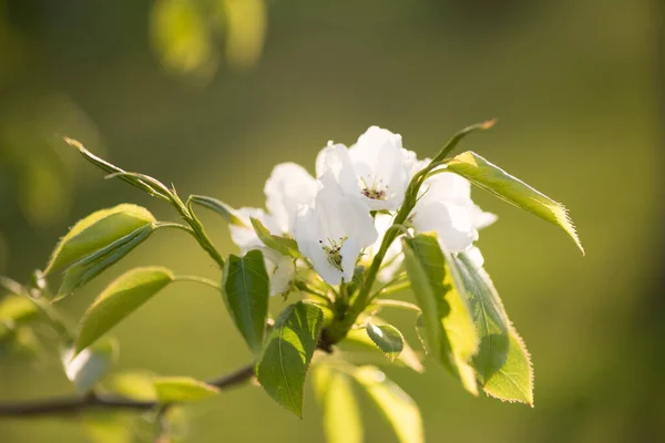 Çiçek Açan Elma Dalı Beyaz Çiçekler Bahar Yakın Plan — Stok fotoğraf