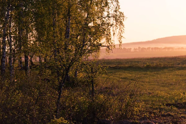 Krásný Západ Slunce Okraji Břízového Lesa Mlhavé Kopce Léto — Stock fotografie