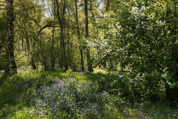 Krásný Slunečný Den Lese Břízy Modré Květy Mezi Cestičkami — Stock fotografie