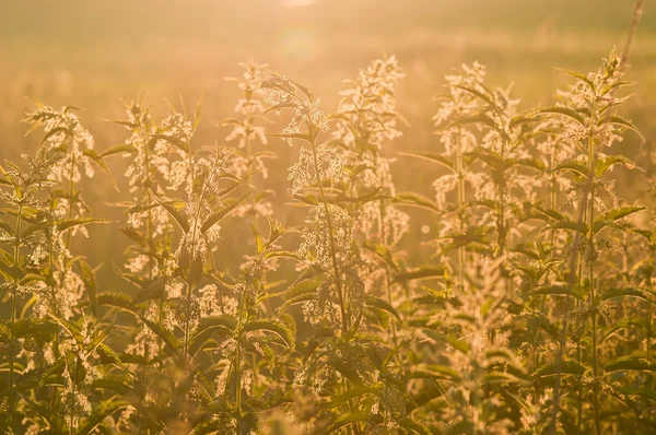 Green grass in the sunset, gold — Stock Photo, Image