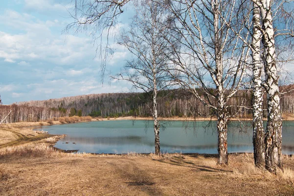 Bříza na jezeře na jaře — Stock fotografie