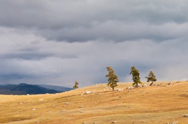 Fırtına bulutları alan çim ve ağaçların üzerinde