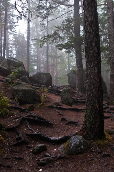 Kořeny stromu a kamenů v lese misty mlha — Stock fotografie