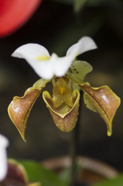 Tropikal beyaz orkide