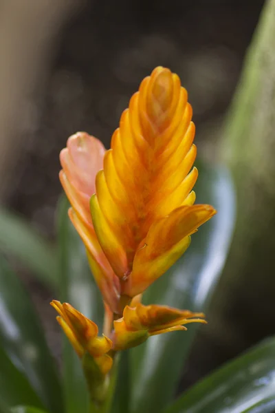 Flor naranja y roja — Foto de Stock