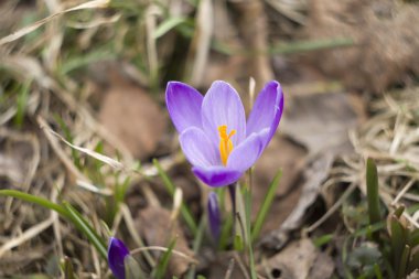 kardelen erken Bahar