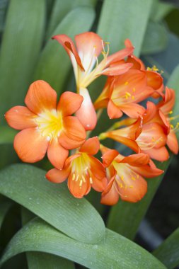 kardelen erken Bahar