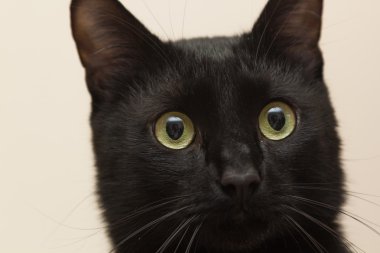 Kara kedi dairede oturan