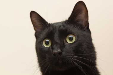 Kara kedi dairede oturan