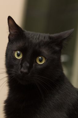 Kara kedi dairede oturan