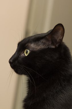 Kara kedi dairede oturan