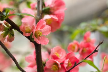 parlak çiçekli yabani gül