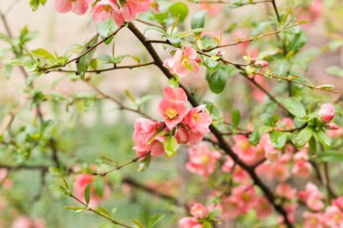 parlak çiçekli yabani gül