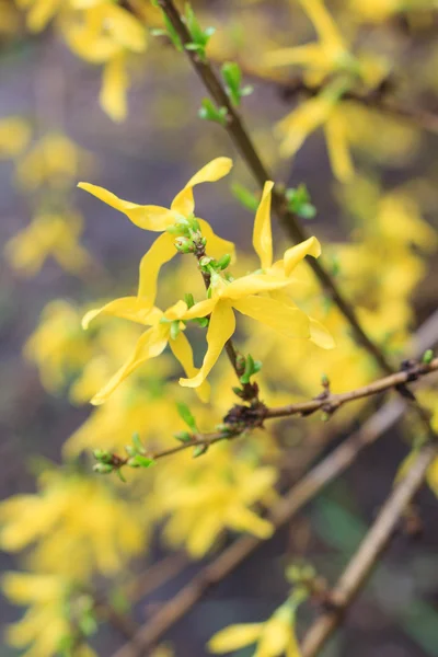 Belle floraison colorée jaune Forsythia — Photo