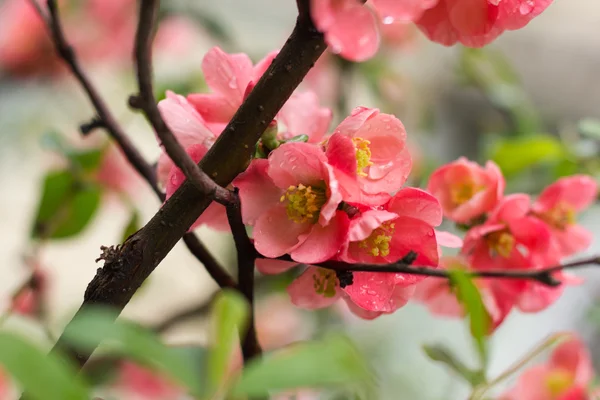 Hell blühende Wildrose — Stockfoto