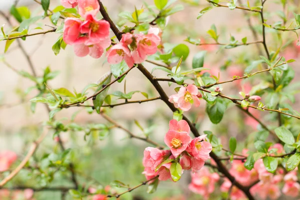 Dzikiej róży kwitnienia jasne — Zdjęcie stockowe