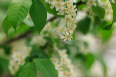 kiraz çiçekleri çiçek