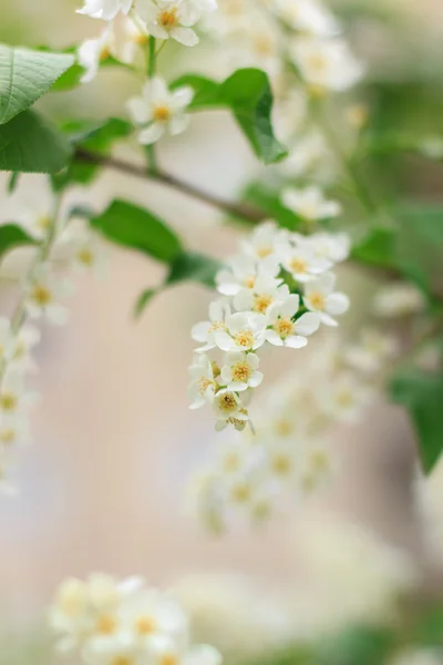 A cseresznye virágok, virágok — Stock Fotó