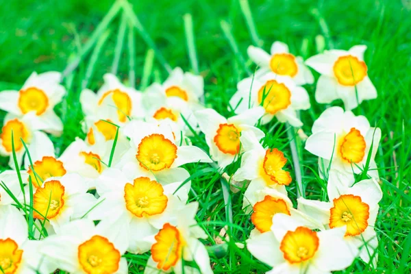 Schöne Narzissen liegen auf grünem Gras — Stockfoto