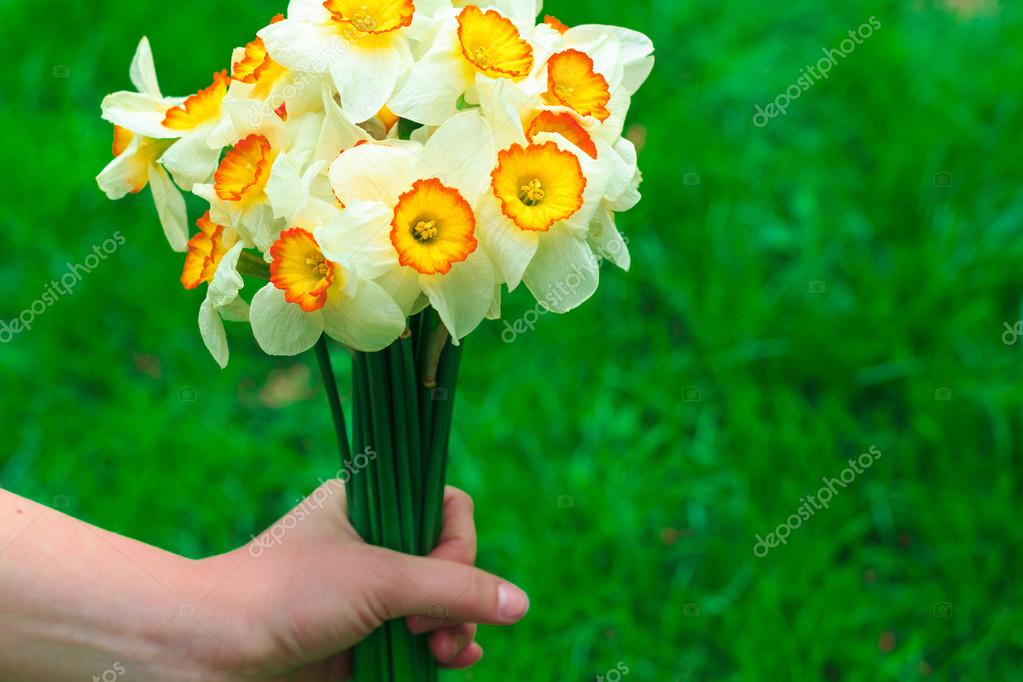 水仙在妇女手中的花束 图库照片 C V Nazarets 水仙在妇女手中的花束 图库照片 C V Nazarets