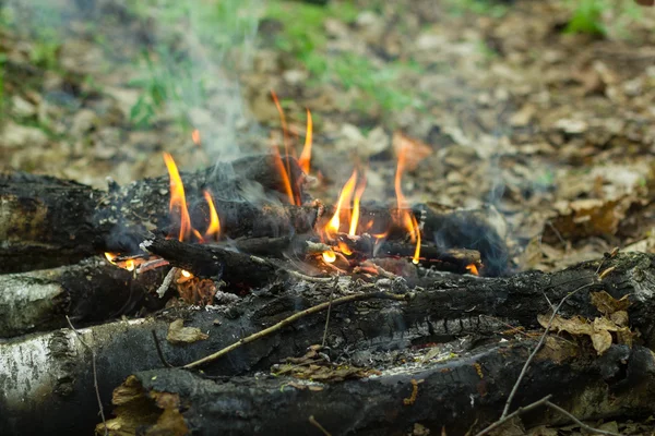 Gyönyörű lángot a tüzet a nyír-naplók — Stock Fotó