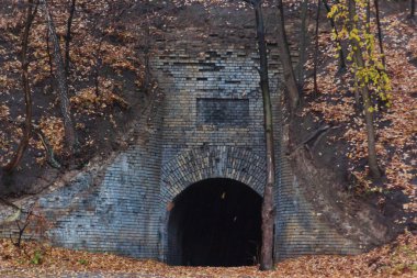 Kiev ambar sonbahar ormanda