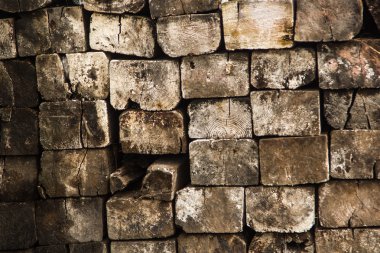 sonbahar günü ağacında