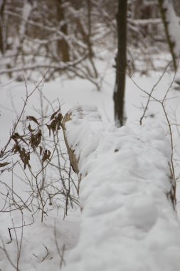 Kış günü kış köründe ormanda