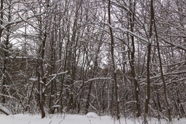 Kış günü kış köründe ormanda