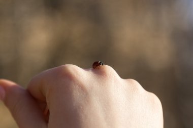 böcek ve kızı bahar