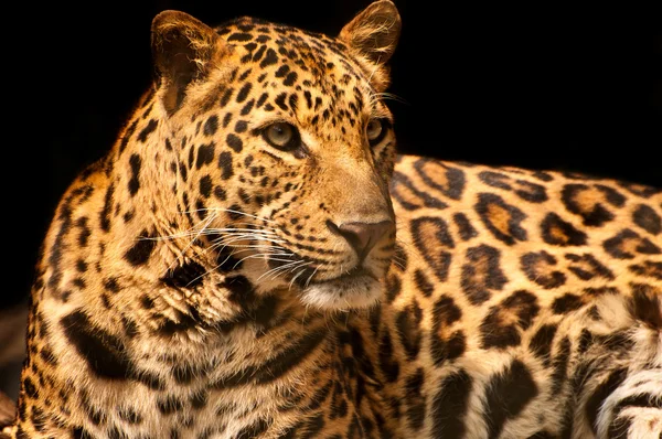 Leopard over black — Stock Photo, Image