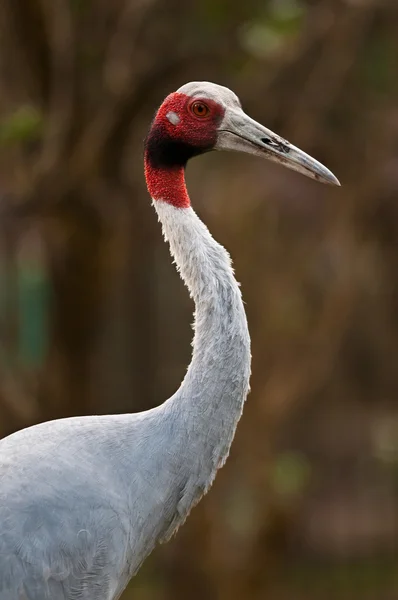 Gemeiner Eisvogel — Stockfoto