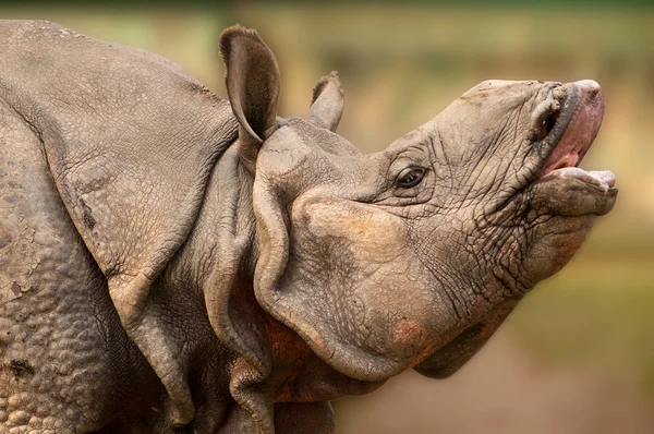 Neushoorn close-up — Stockfoto