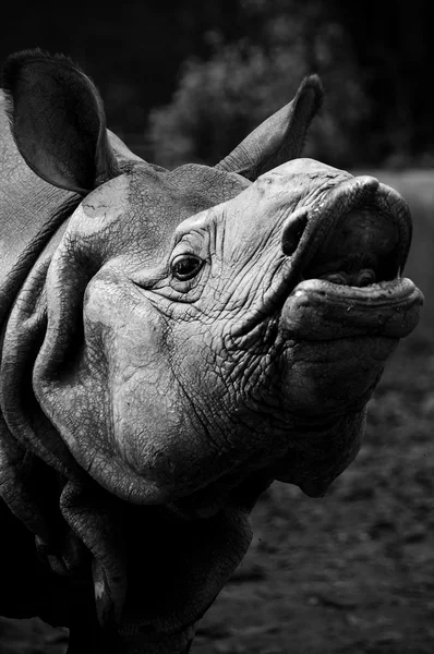 Rhino portret — Stockfoto