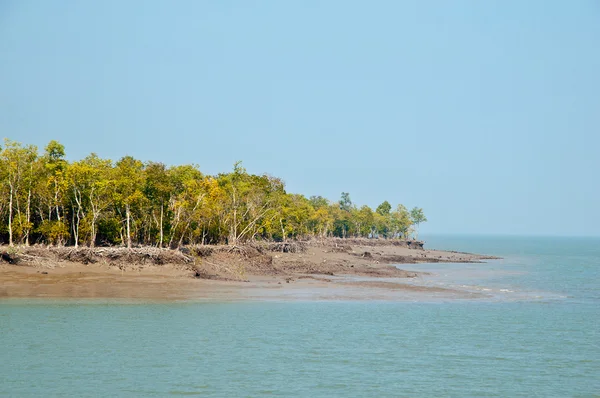 Sundarban 景观 图库图片