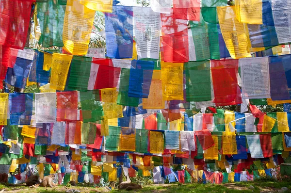 Barevné tibetské vlajky božské — Stock fotografie