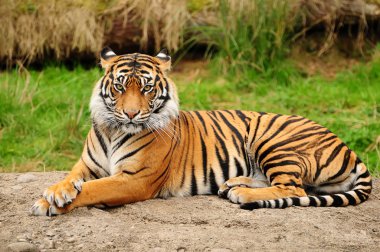 Majestic Bengal tiger clipart