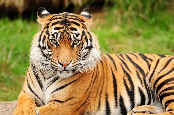 Close-up van een tijger — Stockfoto