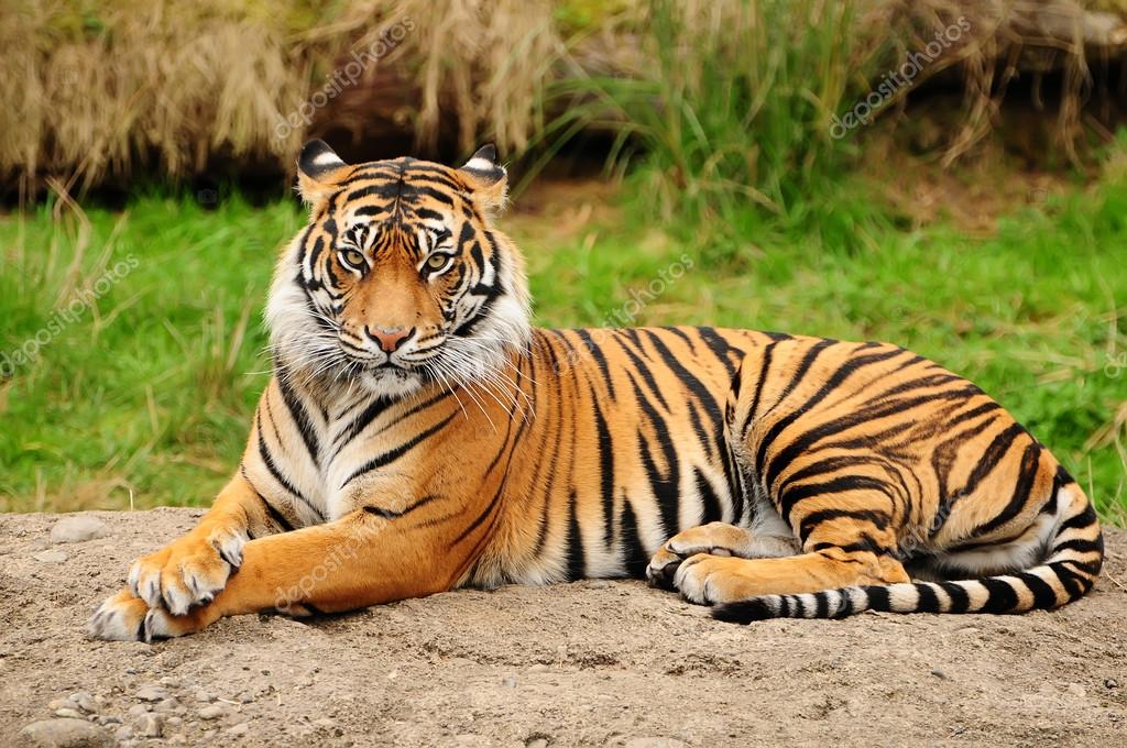 Illustration majestic bengal tiger resting or sleeping full body