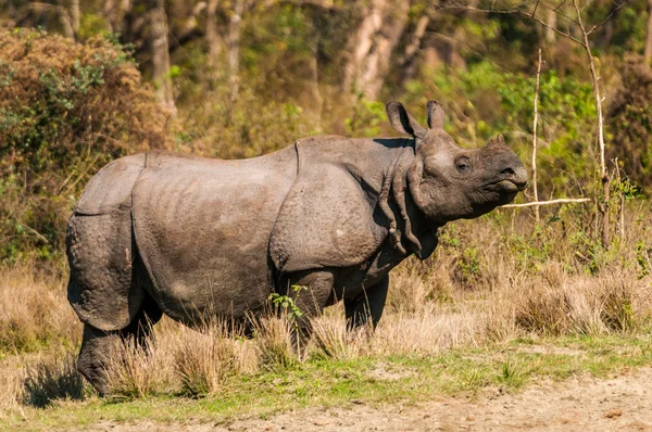 Wild rhino — Stockfoto