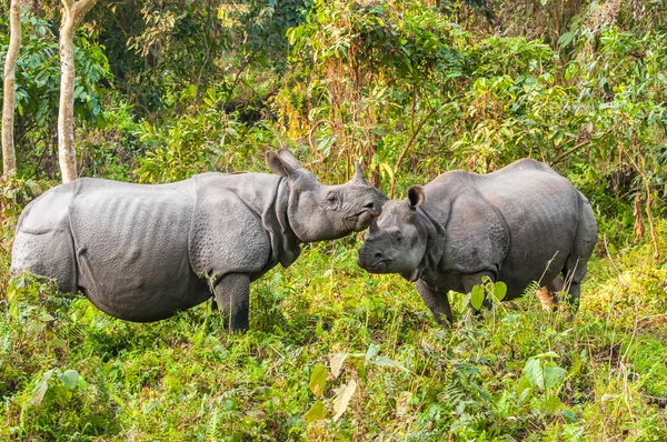 Casal rinoceronte em jaldapara — Fotografia de Stock