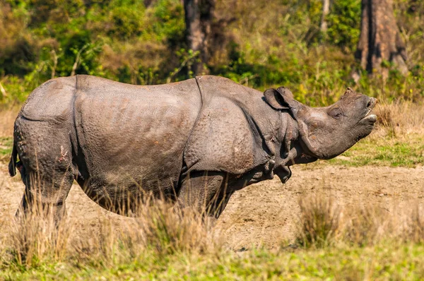 Rhino chiama — Foto Stock