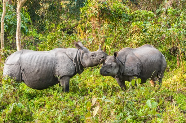 Nashorn-Paar bei Jaldapara lizenzfreie Stockbilder