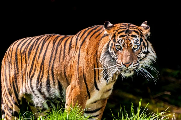 Tigre en fondo oscuro — Foto de Stock