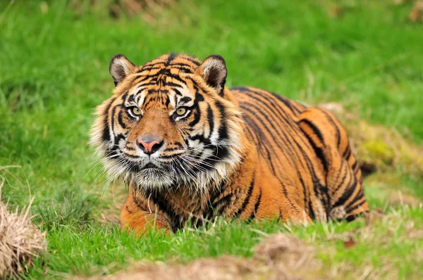 Tigre agachándose para cazar — Foto de Stock