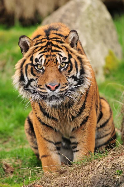 Porträt eines neugierigen Tigers — Stockfoto