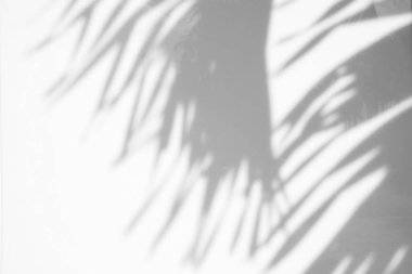 Palm Leaves Shadow on Wall Doku Arkaplanı, Product Sunum Arkaplanı, Görünüm ve Moda İçin Uygun.