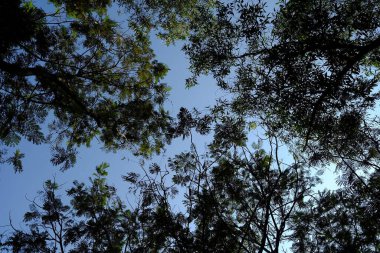 Güneş Işığı Arkaplanı olan Ağaçların Alt Görünümü.